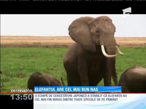 Elefantul are cel mai bun nas