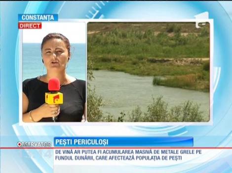 Peştii din Dunăre pot fi cancerigeni