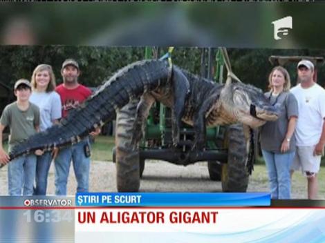 Un aligator gigant, în Statele Unite