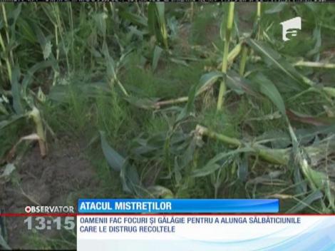 Atacul mistreţilor asupra recoltelor