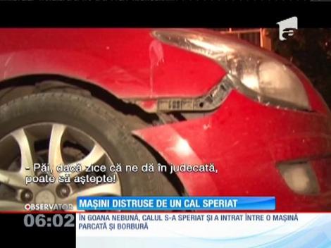 Un cal speriat a făcut prăpăd pe o şosea din Târgovişte