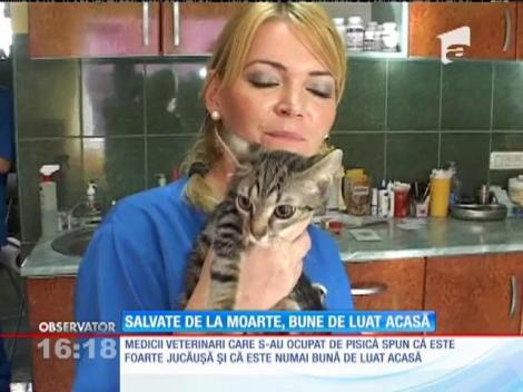 Pisică salvată de la moarte, bună de luat acasă