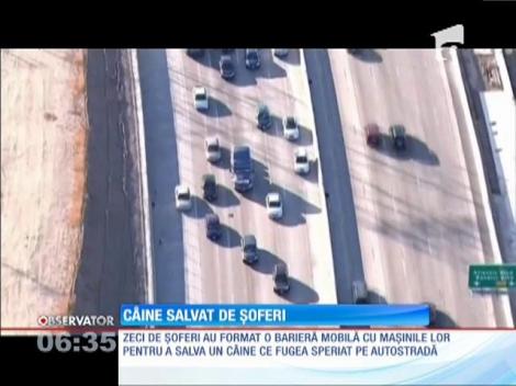 Câine salvat de șoferi