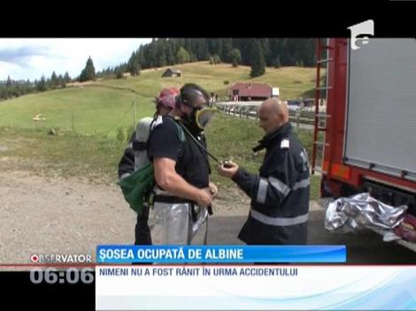 Șosea ocupată de albine