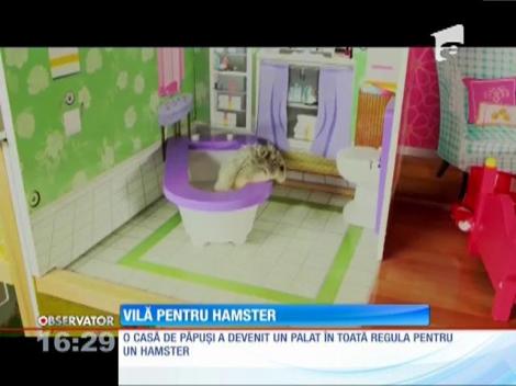 Cel mai răsfăţat hamster din lume