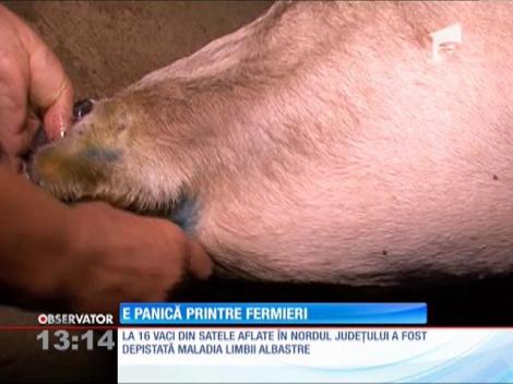 Boala limbii albastre, maladie care ucide animalele