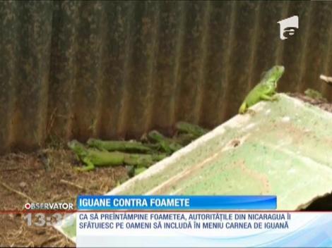 Iguane contra foamete, în Nicaragua