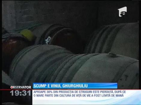 Aproape 30% din producția de struguri, distrusă de mană