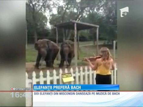 Elefanții preferă Bach