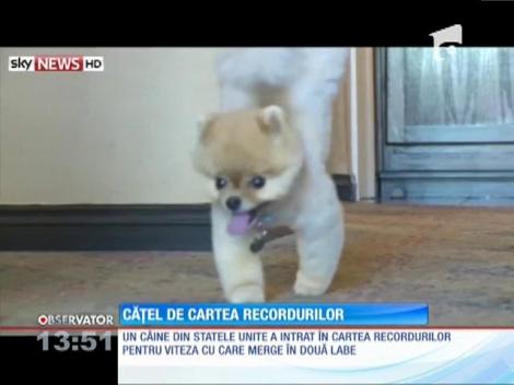 Un căţel a intrat în Cartea Recordurilor pentru viteză