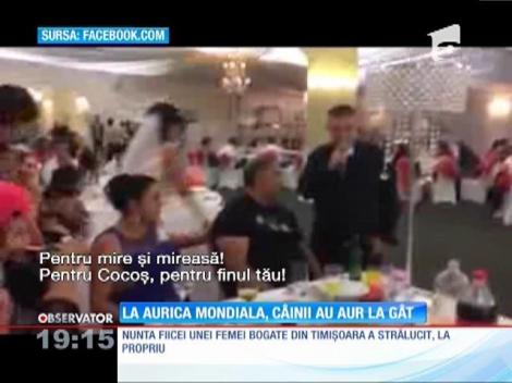 Câini cu aur la gât la nunta fiicei Auricăi Mondiala!