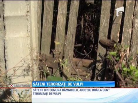 Săteni terorizaţi de vulpi