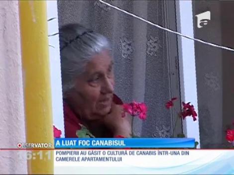 Cultură de Canabis, descoperită în urma unui incendiu