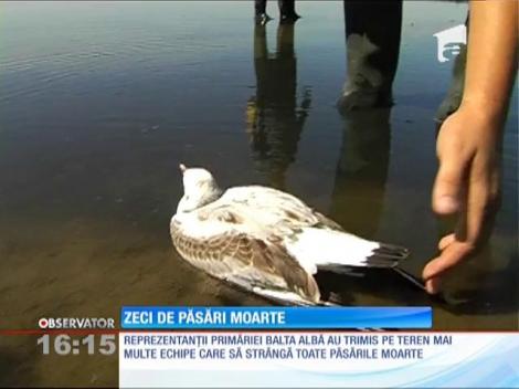 Zeci de păsări moarte la Buzău