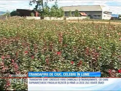 Trandafirii din bazinul Ciucului, celebri în lume