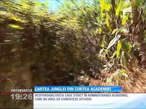 Casa Academiei din Bucureşti, decor perfect pentru Cartea Junglei