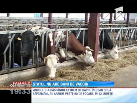 România nu are bani pentru vaccinul împotriva bolii limbi albastre!