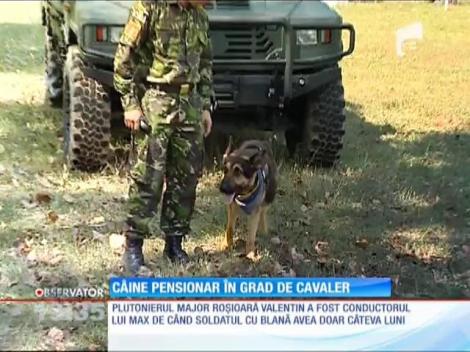 Max, câine pensionar în grad de cavaler