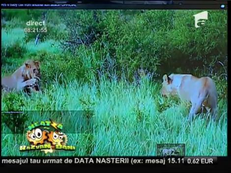 Smiley news: Leul prietenos