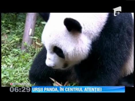 Chinezii au invadat rezervaţiile de urşi panda