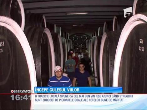 Începe culesul viilor