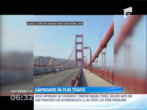 Podul Golden Gate din San Francisco, blocat la ora de vârf de două căprioare