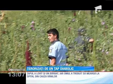 Terorizaţi de un ţap diabolic