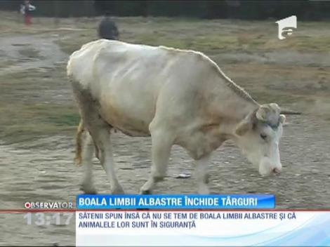 Boala limbii albastre închide târguri