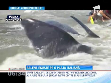 Balene eșuate pe o plajă italiană