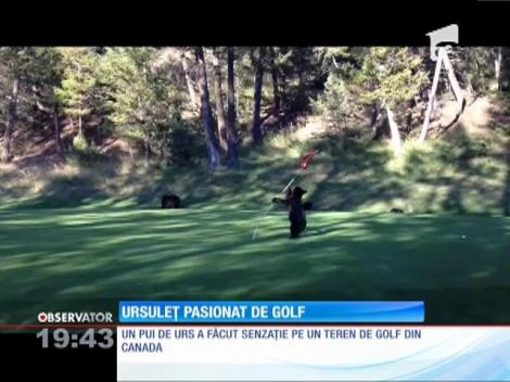 Ursulețul pasionat de golf