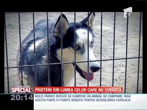 Prieteni din lumea celor care nu cuvântă