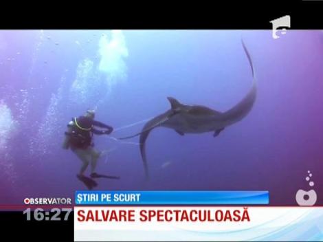 Pisică de mare salvată de scafandri