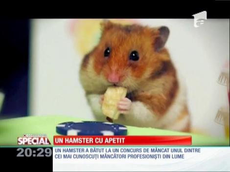 Special! Un hamster cu apetit