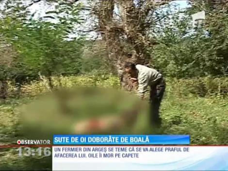 Sute de oi doborâte de boala limbii albastre