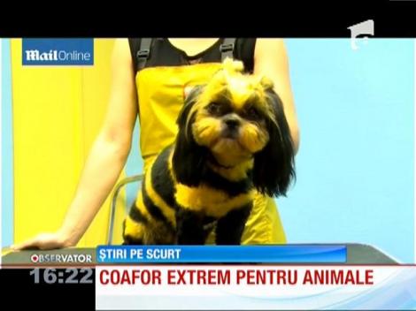 Coafor extrem pentru animale
