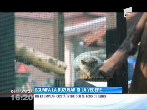 Pisica bengaleză, cea mai scumpă rasă din lume