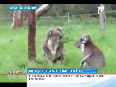 Bătaie între doi urși koala, animale recunoscute pentru calmul lor