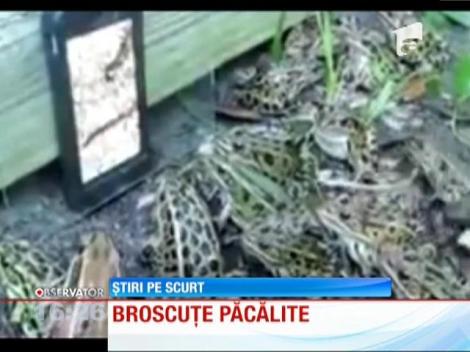 Broscuţele care privesc fascinate ecranul unui smartphone