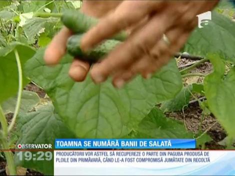 Vom mânca roşii, castraveţi şi ardei autohtoni şi în luna octombrie