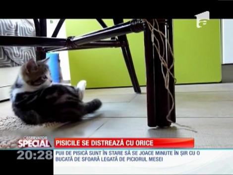 Special! Pisicile se distrează cu orice