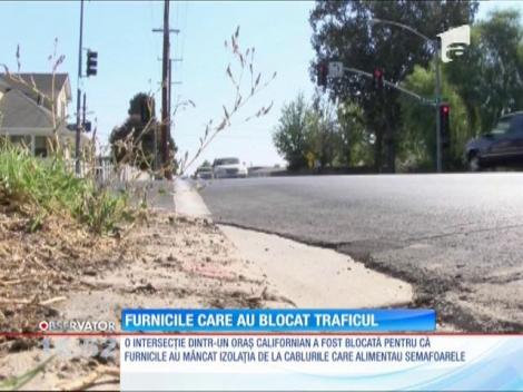 Furnicile au dat peste cap traficul într-o intersecţie dintr-un oraş american