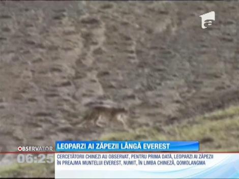 Câțiva leoparzi ai zăpezii au fost surprinși în rezervaţia naturală din jurul vârfului Everest