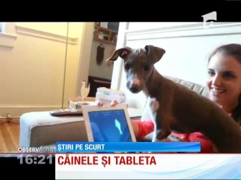 Câinele şi jocul pe tabletă