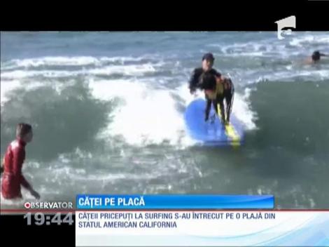 Campionatului de Surfing pentru câini