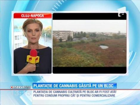 Plantaţie de canabis găsită pe un bloc