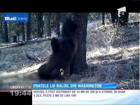 Ursul Baloo din Cartea Junglei există în realitate!