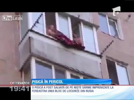 Pisicile au nouă vieţi