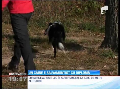 Un Border Collie este erou pe munte. Salvează vieţi de sub tone de zăpadă