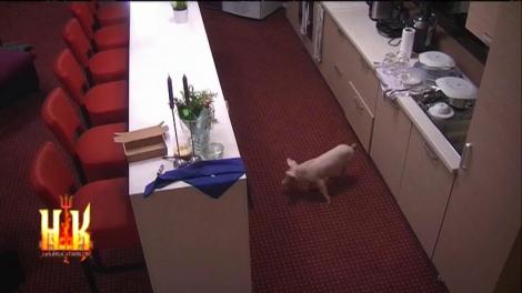 Animalele au dat trezirea în casa „Hell's Kitchen”! Apoi a urmat alergarea din curte!