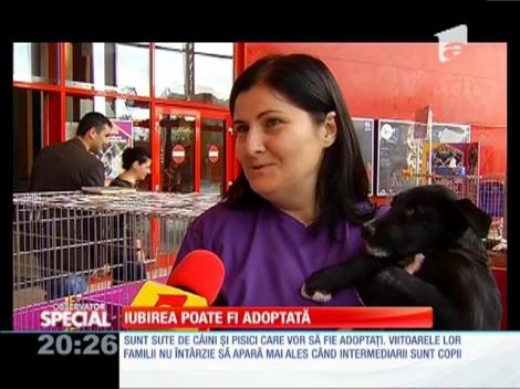 Special! Adopţiile de animale abandonate devin din ce în ce mai populare în rândul românilor
